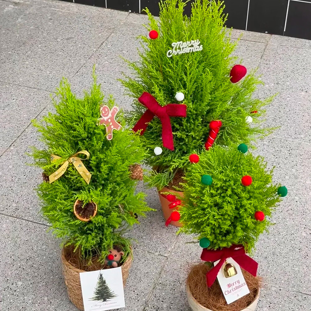 云舍花卉小香松盆栽圣诞树装饰植物云南基地直发桌面绿植礼物装饰 120杯【圣诞香松】绿植盆栽【带原盆发货】 【零下地区须拍保温棉不拍冻坏不接受售后】