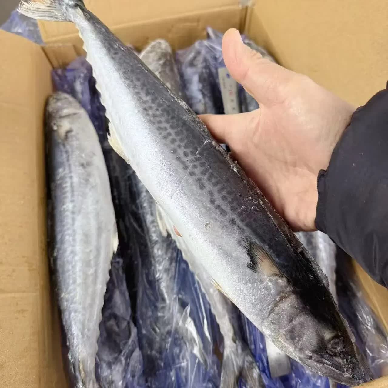 新鲜海鲜水产青占鱼青花鱼鲐鱼冷冻批发 5斤马鲛鱼/鲅鱼