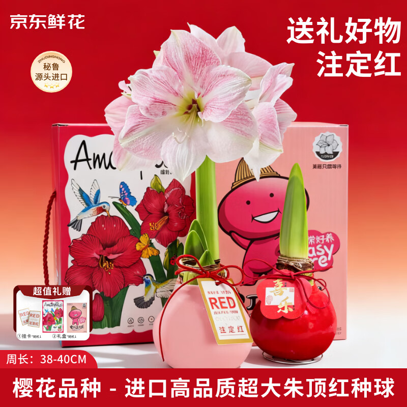 京东鲜花新年年宵礼物进口朱顶红礼盒版-樱花38-40cm蜡球特大花卉源头直发