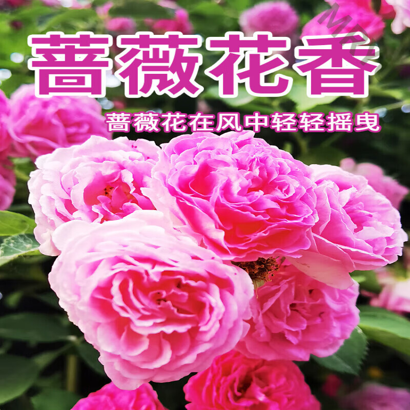 贝因维丝（BEIYVS）野蔷薇香水晨露蔷薇冷香玫瑰淡香木质花香调高级国货 花香木质 罂红(胭脂水粉香) x 30ml