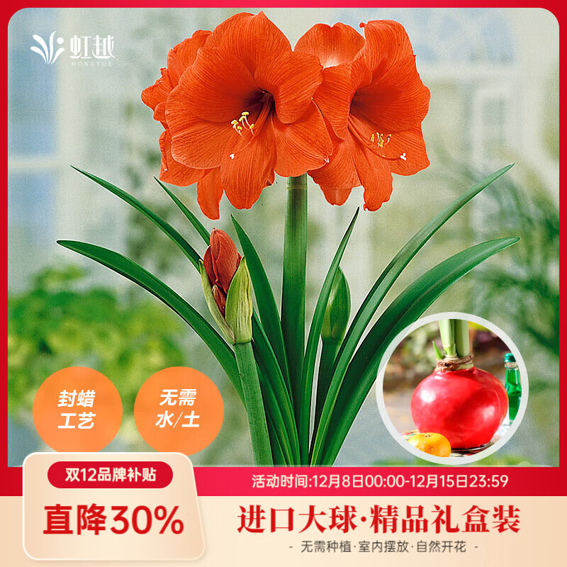 虹越（HONGYUE）蠟封朱頂紅裸球進(jìn)口大球居家辦公擺放裝飾易養護種球花 【雙球禮盒+2個(gè)木托】橙色賽維*2球（34/36）