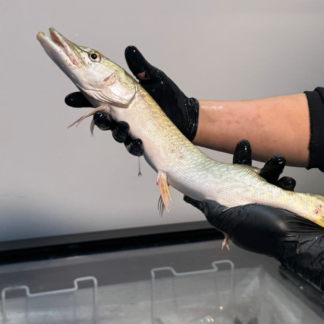 昆仑纪额尔齐斯河冷水乔尔泰(狗鱼)整条鱼冷冻锁鲜去鳞去内脏 额河冷水乔尔泰（狗鱼）900gx4条