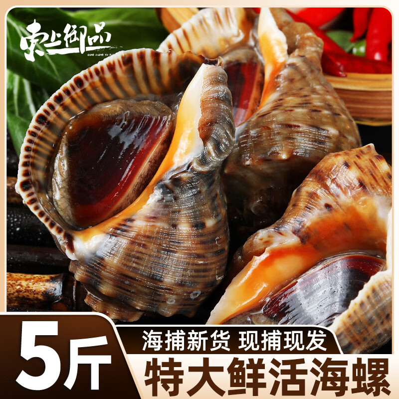 东上御品 海螺 现铺现发鲜活特大新鲜海捕响螺带黄贝类海鲜水产批发 净重 1500g 大号【4-6个/斤】