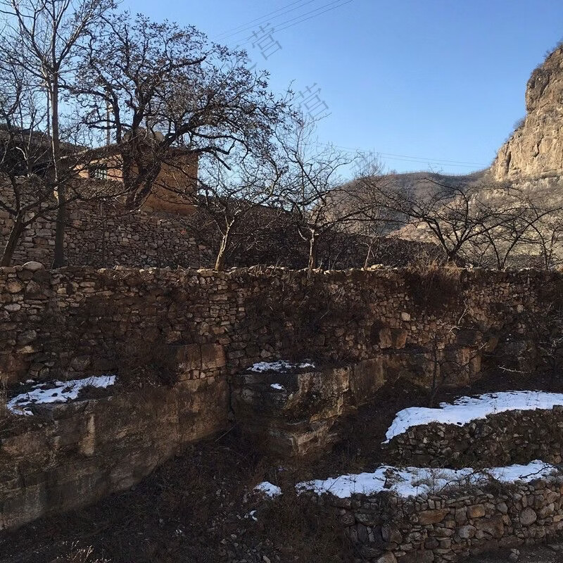 沂蒙量籽新鲜无核黑枣柿枣无核软枣黑枣小柿子黑枣圆枣 202g*1袋 沂蒙山特产店出品无干燥剂