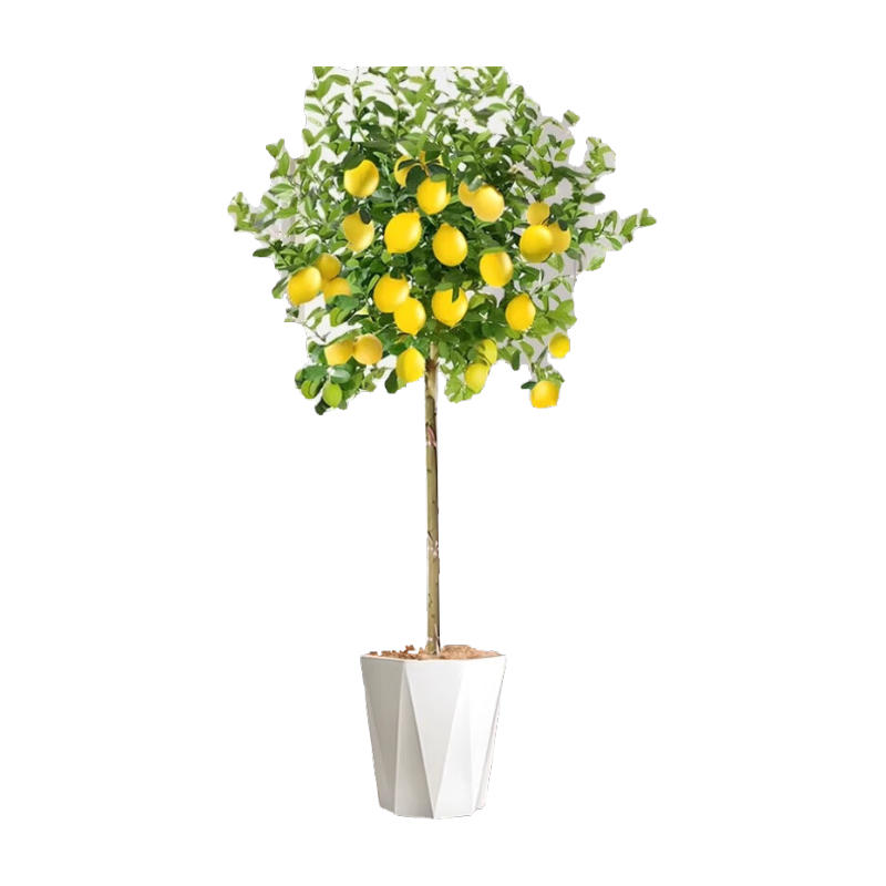 ˮڹʳֲļֲ 1.4-1.5+ɫʯ+˿++ 141.7Ԫ