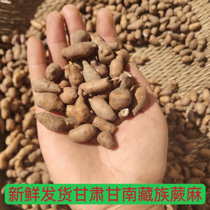 新鲜蕨麻特级甘肃特产甘南天然野生鲜蕨麻500克 原味