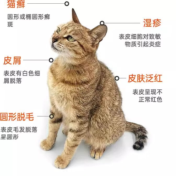 爱宠欣狼毒癣净狗癣猫癣皮肤喷剂红疹皮屑脱毛宠物猫咪狗狗皮肤炎症皮肤外专用喷剂 100ml/瓶 狼毒癣净 普快递当日发
