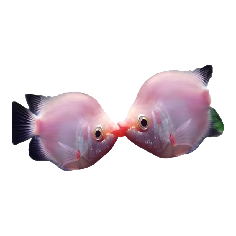 FKSC接吻魚魚苗觀賞魚親嘴魚活魚熱帶魚小魚耐活好養(yǎng)小型淡水魚孔雀魚 精品接吻魚 2條