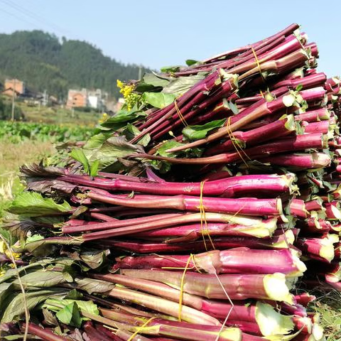 现摘红菜苔湖北红菜苔蔬菜红菜苔菜心紫菜苔油菜苔菜心芸菜苔便宜 净重1斤 露天种植 脆嫩红菜苔 泡沫箱+保鲜膜锁鲜发货