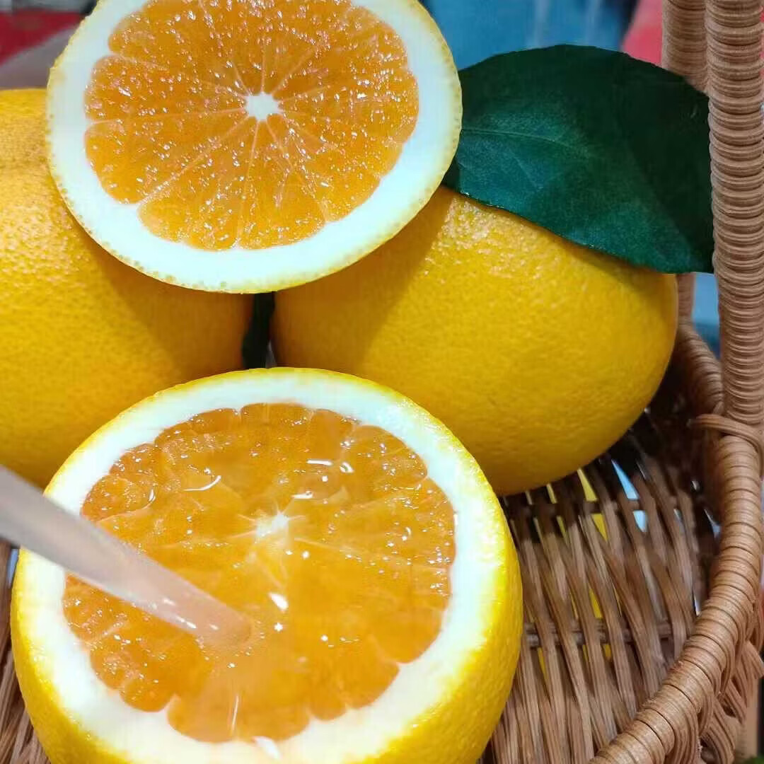 江橙诗语秭归脐橙湖北九月红果冻橙 当季新鲜手剥甜橙子孕妇酸甜皮薄多汁 净重9斤大果彩箱【70-80mm20-25个左右】