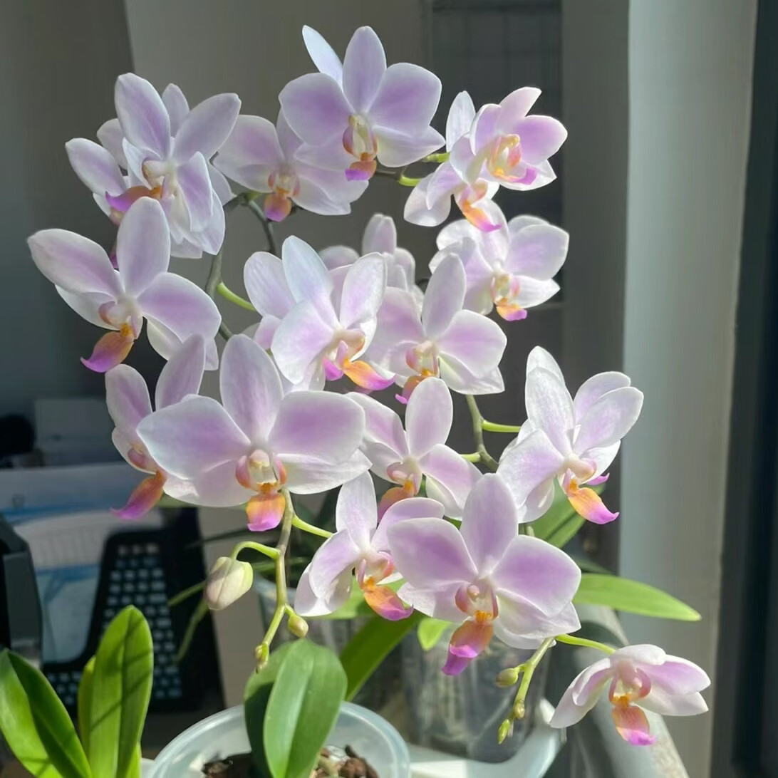 粉残雪蝴蝶兰 原盆原土 带短花剑