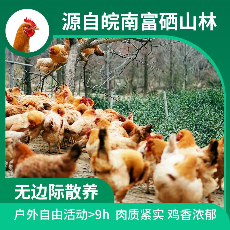 土满鲜皖南公鸡1.8斤林下跑山土鸡真散养三黄鸡整只红烧鸡肉年货送礼 炖汤|母鸡单只900g 皖南散养土鸡不土包赔