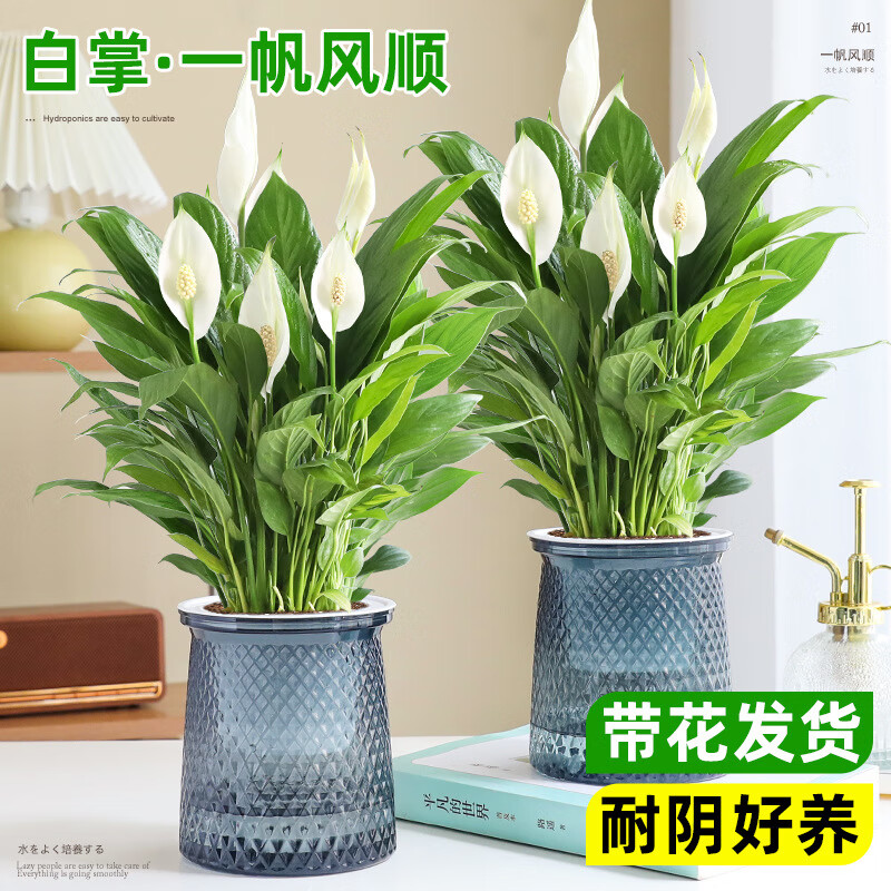 OYKTN白掌一帆风顺盆栽室内绿植绿萝箩花卉水培植物四季易活吸甲醛好养 白掌一帆风顺一个 含盆