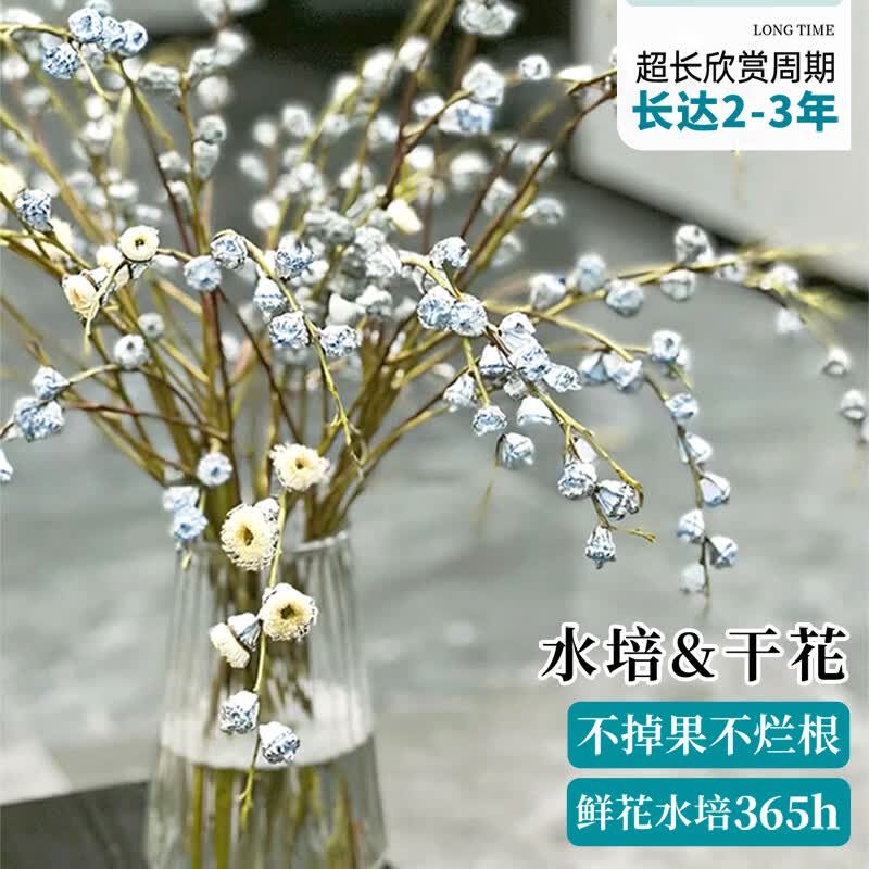 临雅钻石尤加利果水养绿植鲜切鲜花水培植物鲜果1扎约6-8枝源头直发