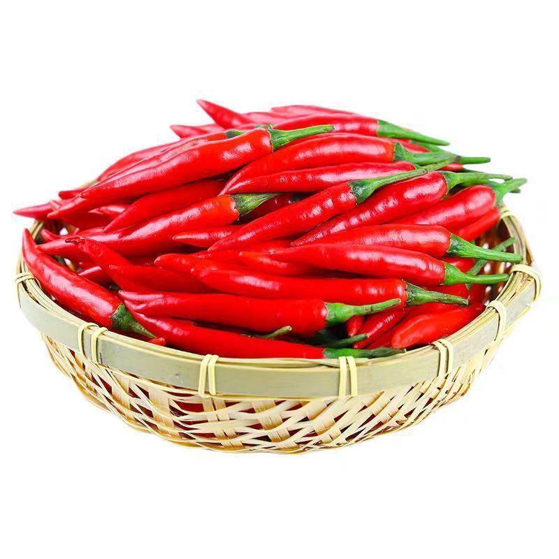 新鲜采摘贵州小米椒餐饮巨辣朝天椒指天椒特辣小米辣可做泡椒剁椒 品质尝鲜【巨辣1斤】爆辣小米椒