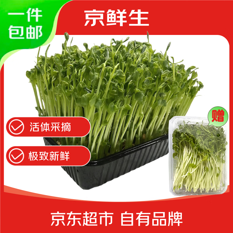京鲜生鲜活豌豆苗 一份体验收割 送半斤豌豆苗 火锅煲汤清炒 源头直发
