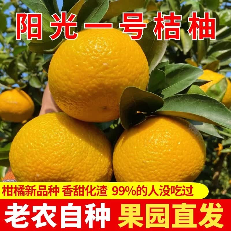 绿熊庄园阳光一号甜心桔柚纯甜无籽可带皮吃新鲜现摘孕妇小孩水果整箱送礼 【京东】中大果170-200g 净重5斤