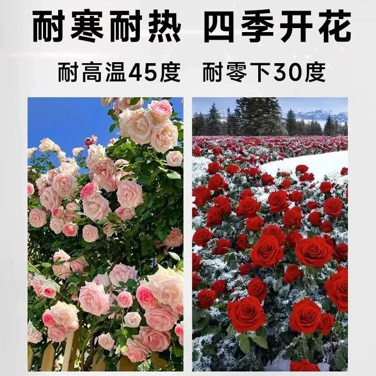 两草三花蔷薇花苗藤本月季四季开花中苗阳台庭院花卉盆栽爬墙玫瑰爬藤植物 弗洛伦蒂娜【四季开花】爬藤大花 中苗50-80厘米高(明年开花)