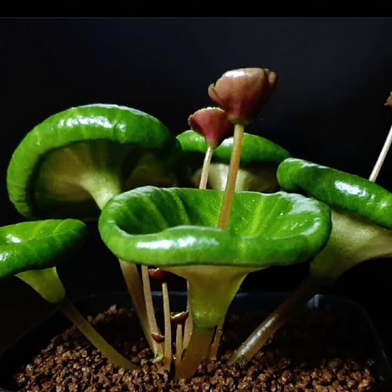 clcey小酒杯 小雨伞 crassula umbella wine cup 青锁龙属 多肉植物 2