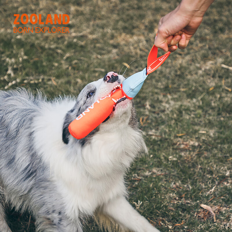 ZO宠物狗狗玩具磨牙耐咬自嗨解闷中大型犬互动拔河撕咬专用 绿色【撕咬棒】S码(4.5x25cm)