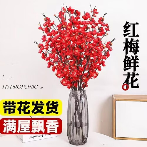 红梅干枝水培带花苞鲜花卉植物室内水养腊梅鲜切绿植盆栽 10支