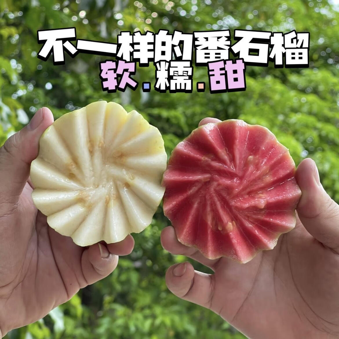 红白混搭装广西产地番石榴芭乐软心糯香甜新鲜现摘发【红心偏小】 白心芭乐1斤试吃装（贵在运费）