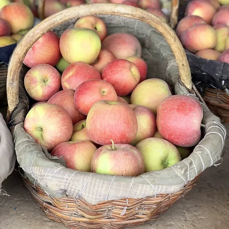 新疆冰糖心苹果 阿克苏红富士丑苹果   10斤精选果径70-80mm 净重8.5斤+