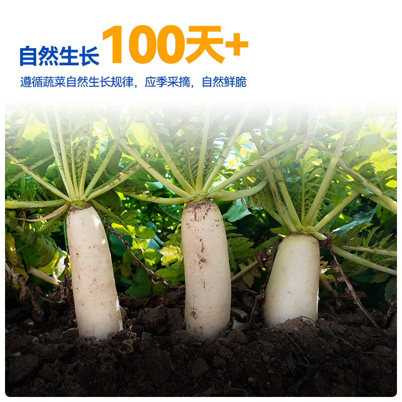 吉香居 榨菜萝卜真芯泡椒豇豆风干麻辣萝卜干下饭菜咸菜配粥即时泡菜 风干萝卜干25g*20袋