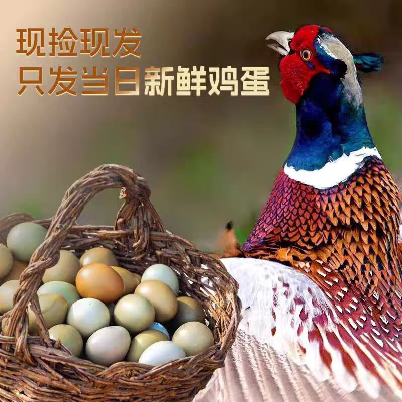 聚天然野山鸡蛋农家新鲜现捡山鸡蛋五谷喂养山鸡蛋七彩野山鸡鸡蛋 精品礼盒装山鸡蛋60枚