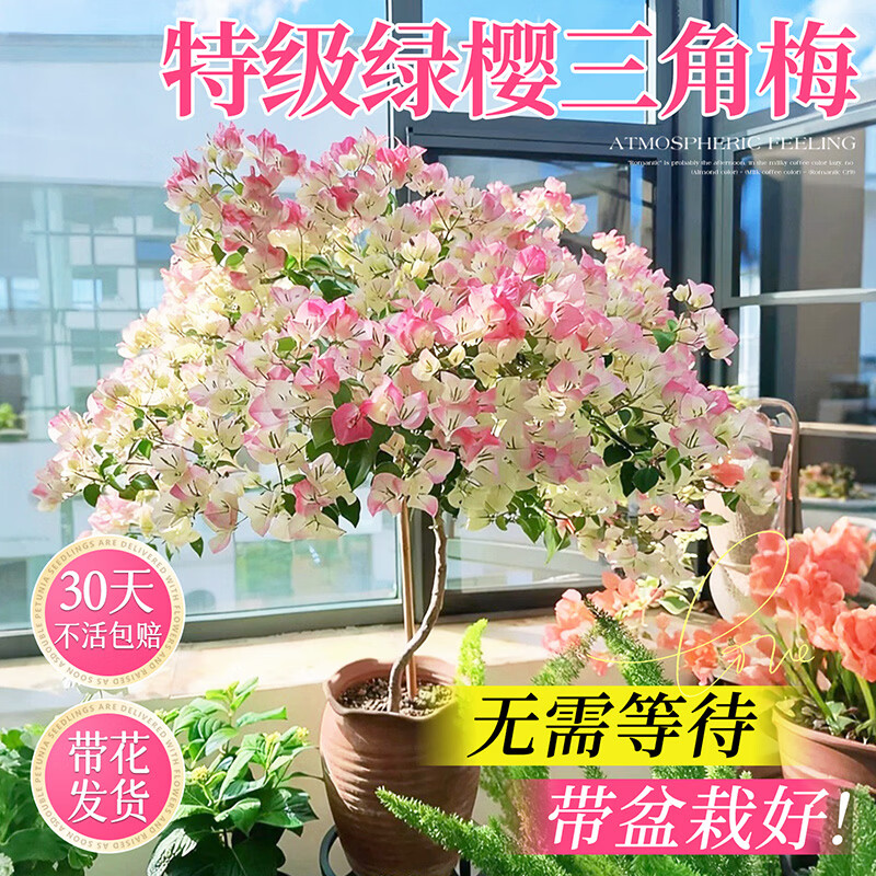 ���ڲ�������������÷���Դ�����׮��ֲ�����ذ���ӣ�ĺ�ӣ����������̨����ֲ�� ��������������ӣ40-50cm 67.41Ԫ��3��(��22.47Ԫ/��)