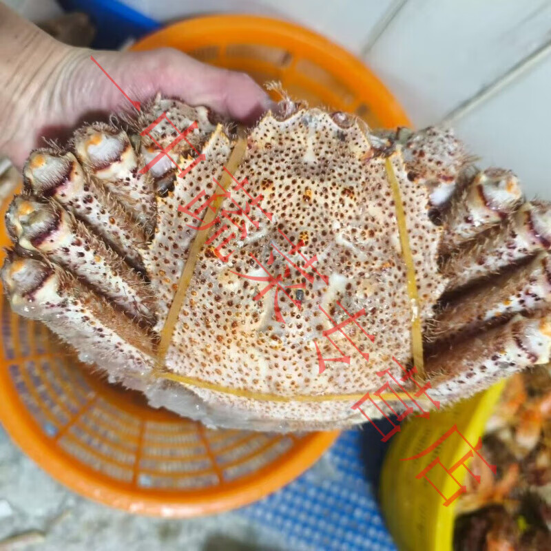 生冻红毛蟹一种美味的海鲜佳肴 活冻红毛蟹到1.2斤2只 0.8斤