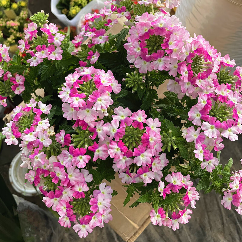 大苗阳台庭院四季开花植物耐晒耐热多年生草本花 美女樱粉色【1加仑】