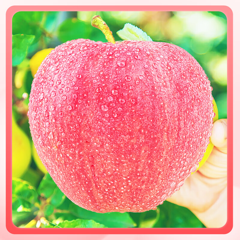 密园小农新疆苹果阿克苏冰糖心苹果新2025鲜当季应季时令丑苹果水果红富士 8斤 单果80-85mm【品质大果】