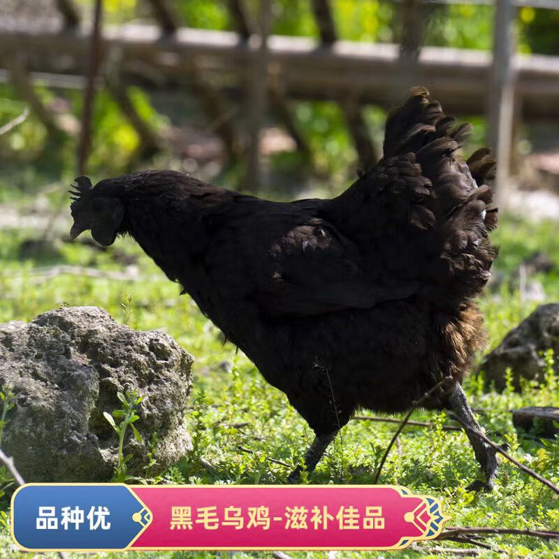 聚天然乌鸡农场散养乌鸡山林散养乌鸡溜达鸡乌鸡送人参七彩菌汤包 乌鸡4只（8斤-9斤）送人参2根+送七彩菌汤包2袋 京东折扣/优惠券