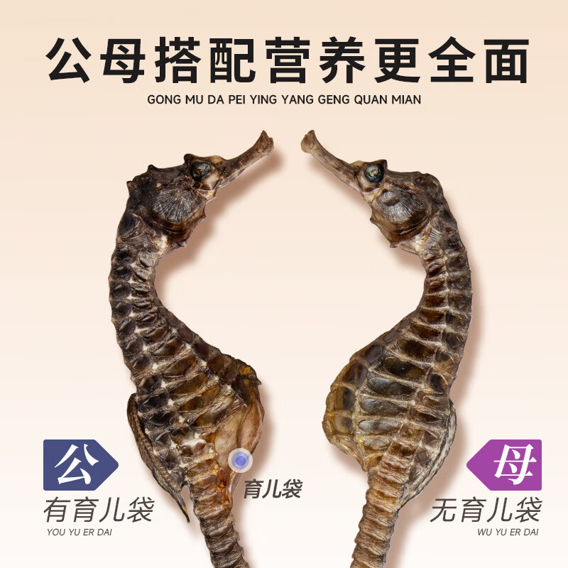 春节礼盒 海马干 礼盒 正品溯源男性补营养煲汤材料泡药酒药材 约(2-3克/条) 50g*1盒