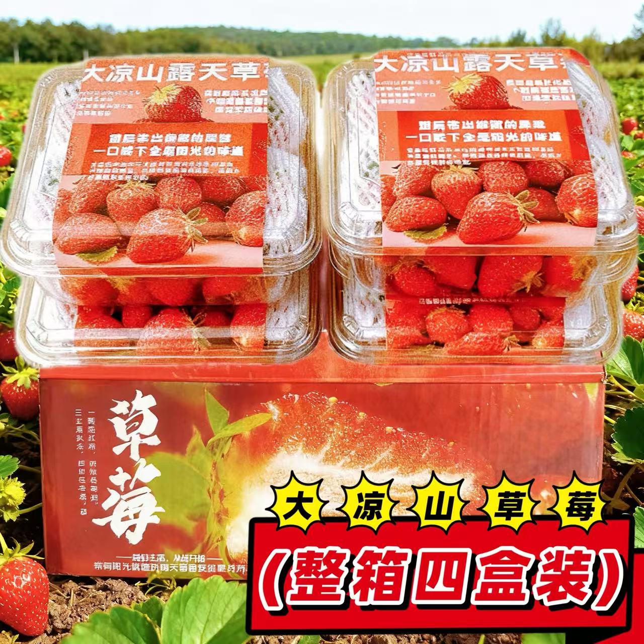 ����ɽ�������Ͳ�ݮ 1������װ  14.1Ԫ