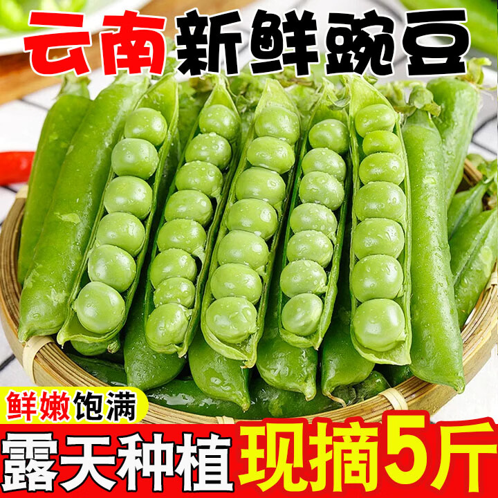 云南高原露天种植新鲜豌豆带壳农家嫩豌豆米青豌豆荚现摘现发蔬菜 颗颗饱满：净重2.8斤【品质推荐】