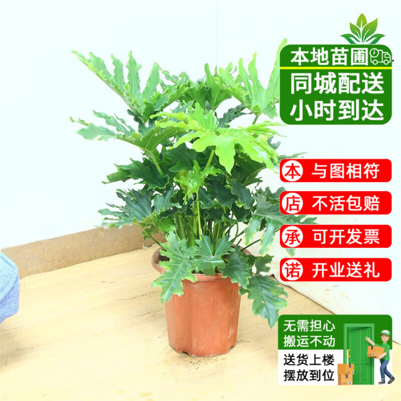 仙植緣大型春羽大盆栽龍鱗芋春雨室內(nèi)客廳大型同城綠植北歐植物 春羽(原始盆)80-90cm