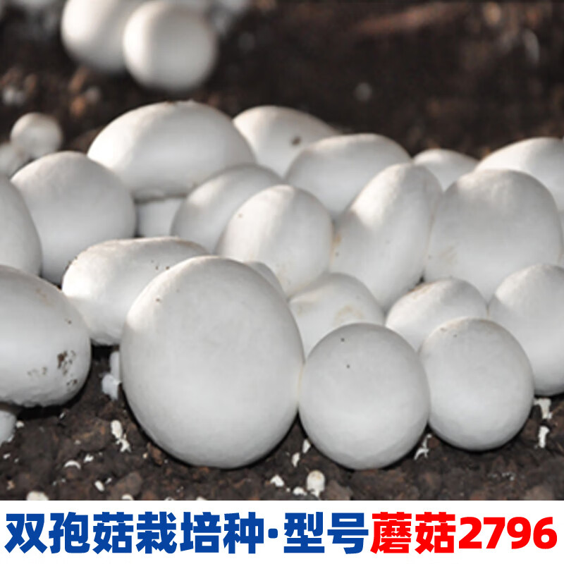 种原种批发菇农养殖食用菌大棚室内种植基地 双孢菇2796-三级栽培种
