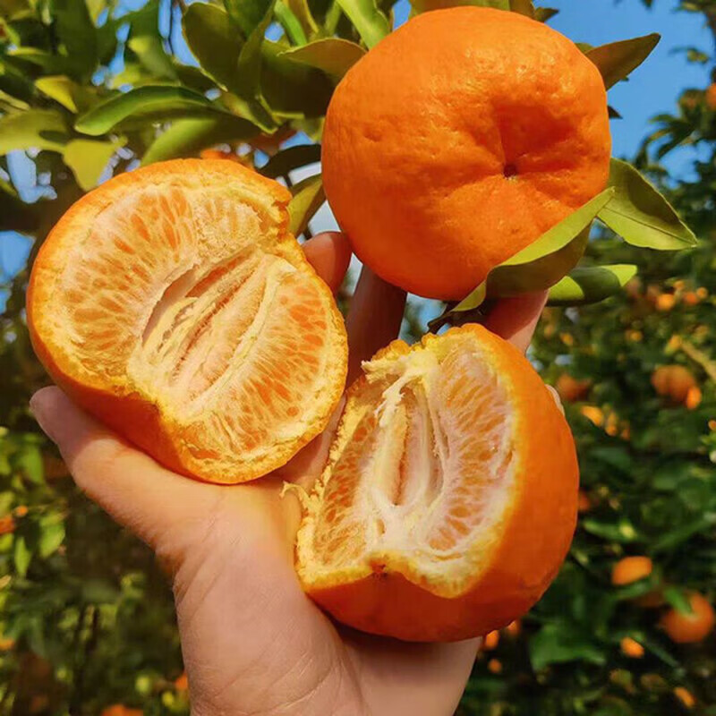 早熟新鲜椪柑丑橘子耙耙柑应季新鲜水果芦柑酸甜多汁桔子整箱包邮 带箱4斤 实惠装【单果130g+】