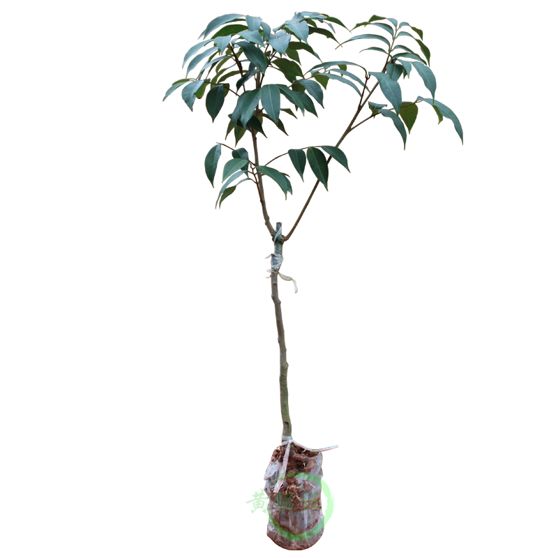 銘證荔枝樹苗桂味妃子笑無核荔枝嫁接樹苗仙進奉荔枝王白糖罌當年結果 三月紅3年苗帶士 帶土帶葉