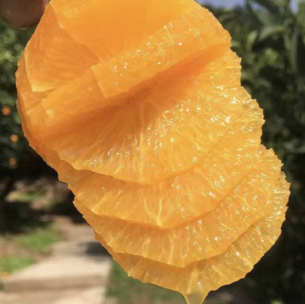 鑫橙源 江西正宗赣南脐橙子赣州水果当季甜橙现摘新鲜赣州脐橙产地直发 60-70mm净重9斤