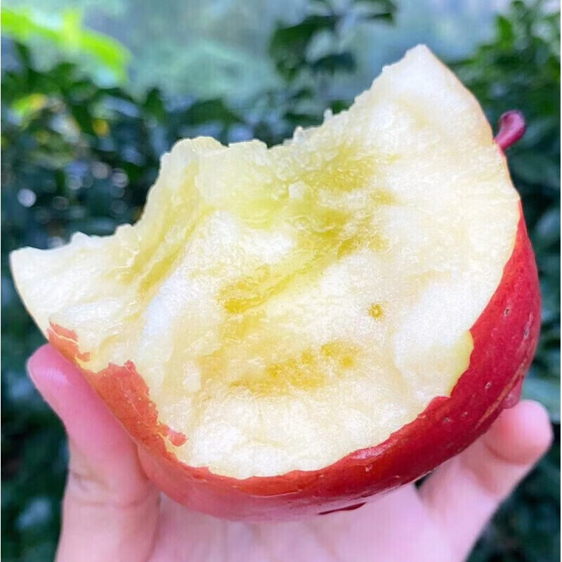 疆域采虹正宗新疆冰糖心苹果水果时令糖心红富士丑苹果生鲜整箱 精选15-18枚实惠小果 单果约90g+