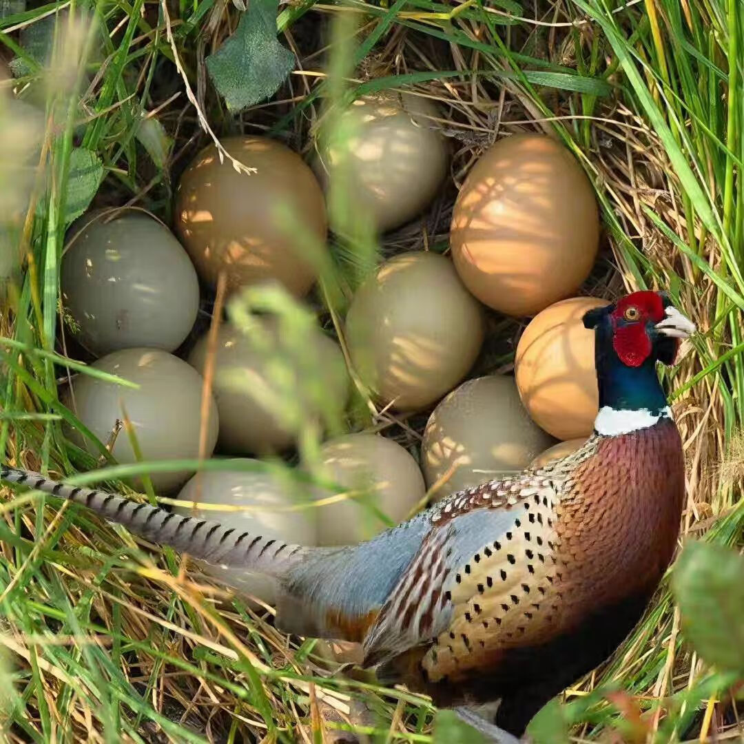 聚天然野山鸡蛋农家新鲜现捡山鸡蛋五谷喂养山鸡蛋七彩野山鸡鸡蛋 精品礼盒装山鸡蛋60枚
