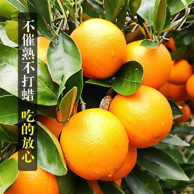 遇见悯农中华红橙血橙新鲜橙子秭归柑橘甜桔子手剥橙时令生鲜【多仓发货】 【净重8.5】臻选中果150g起【鲜甜多汁超高回购】