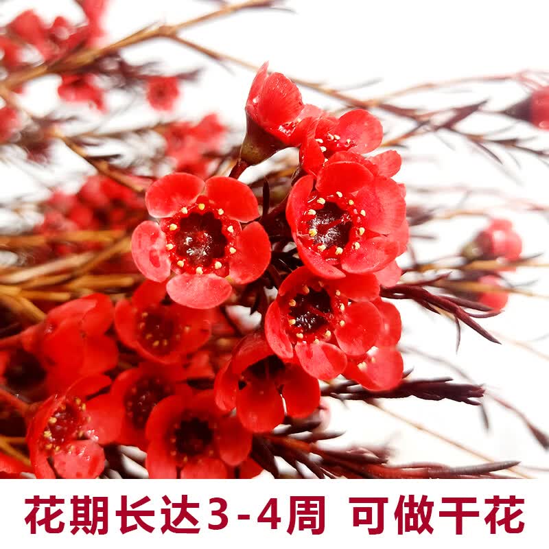 平头腊梅鲜花澳洲云南昆明直发冬季家用插水养切银柳婚庆喜庆 红色 腊梅一扎 不含花瓶