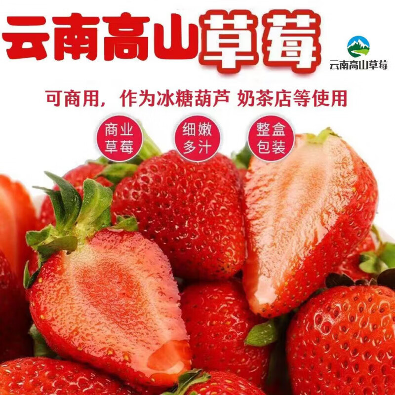 【产地直发】正宗山东现摘牛奶草莓 一口爆汁香甜孕妇水果整箱 精选单果14g+ 2斤净重1.5斤