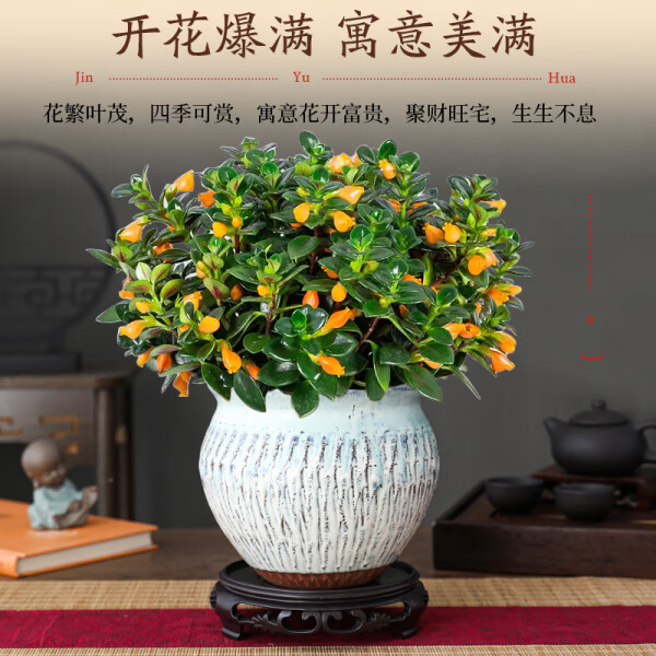 金鱼吊兰鱼花盆栽室内四季客厅开花好养阳台耐寒植物旺宅带花带盆 招财金鱼吊兰2盆+2个盆+原土肥料