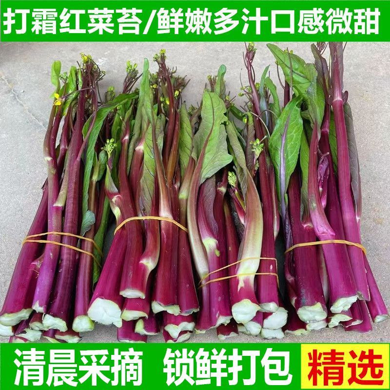 现摘红菜苔湖北红菜苔蔬菜红菜苔菜心紫菜苔油菜苔菜心芸菜苔便宜 净重1斤 露天种植 脆嫩红菜苔 泡沫箱+保鲜膜锁鲜发货