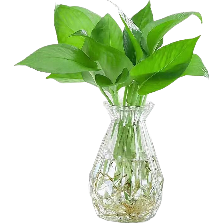 ˮ�����ܴ������� ����������Ȼ��ʪ�� ������� 5֧ ��25-30cm �����һ��  9.9Ԫ(����ȯ)